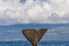 walfluke-pico-2024