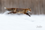 1-fox_on_the_run-johnny_krueger