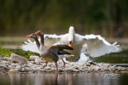 1X3_9271-Bearbeitet-Bearbeitet2