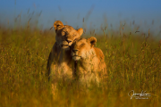 JOE_95772-3
