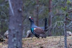 KR_2119-2 KR_2119-2