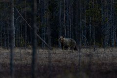 KR_2704 KR_2704