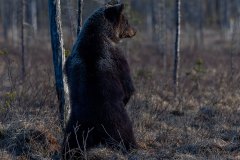 KR_2917