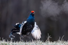 KR_8233 KR_8233