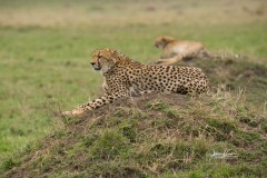 A7R03874