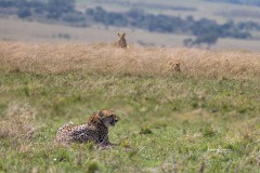 leo-gepard