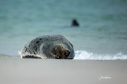 JOE_0150