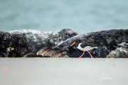 JOE_0271
