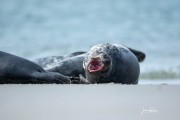 JOE_0311
