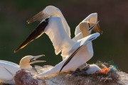 JOE_05382
