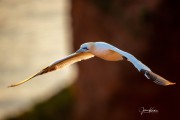 JOE_0649
