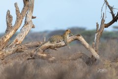 KR_5412