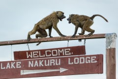 NAKURU_JOE_87192
