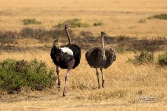 204A6667