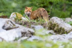Bären fotografieren in Slowenien - copyright Johnny Krüger