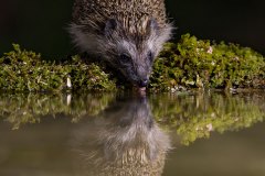 Bären fotografieren in Slowenien - copyright Johnny Krüger