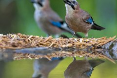 Bären fotografieren in Slowenien - copyright Johnny Krüger