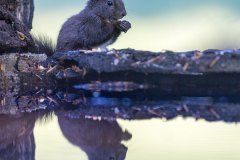 Bären fotografieren in Slowenien - copyright Johnny Krüger