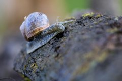Bären fotografieren in Slowenien - copyright Johnny Krüger