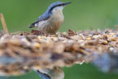 Bären fotografieren in Slowenien - copyright Johnny Krüger