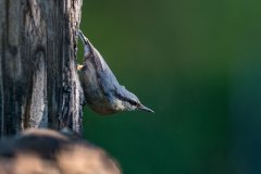 Bären fotografieren in Slowenien - copyright Johnny Krüger