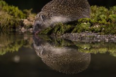 Bären fotografieren in Slowenien - copyright Johnny Krüger