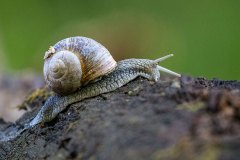 Bären fotografieren in Slowenien - copyright Johnny Krüger