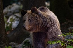 Bären fotografieren in Slowenien - copyright Johnny Krüger