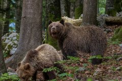 Bären fotografieren in Slowenien - copyright Johnny Krüger