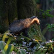 KR_8951