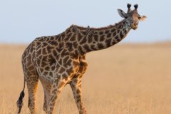 1E0A2589-insta-giraffe