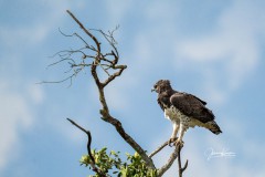 A7R03352