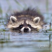 waschbaerchen_schwimmt