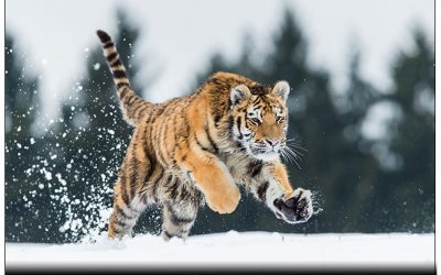 Schönes Video von unserem Sibirischen Tiger aufgenommen während eines der Workshops..