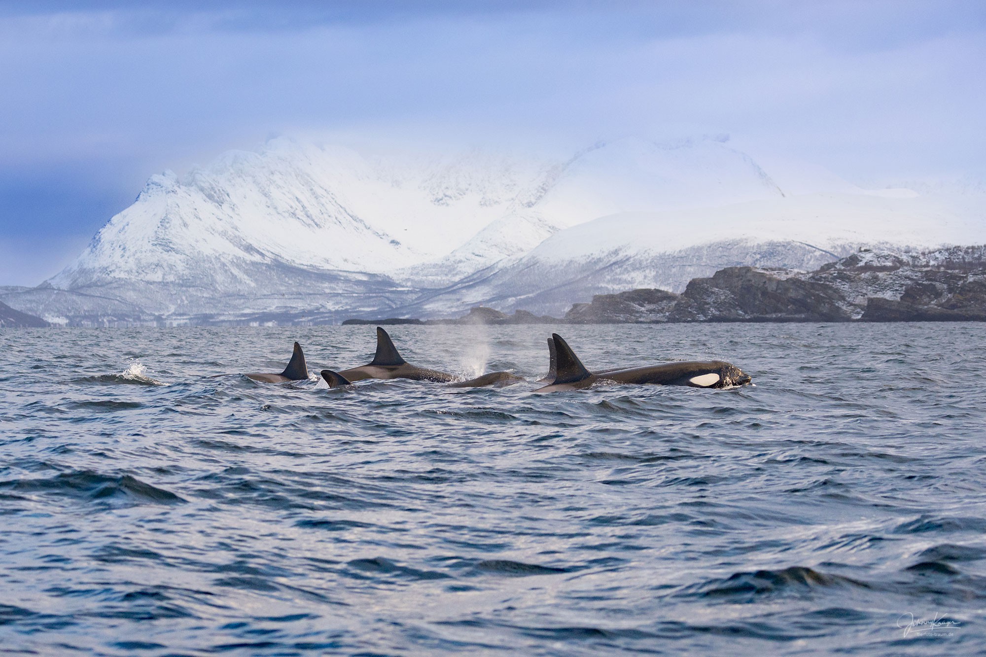 NORWEGEN 2024 – Orca Camp – Aurelia Borealis – Natur Pur!