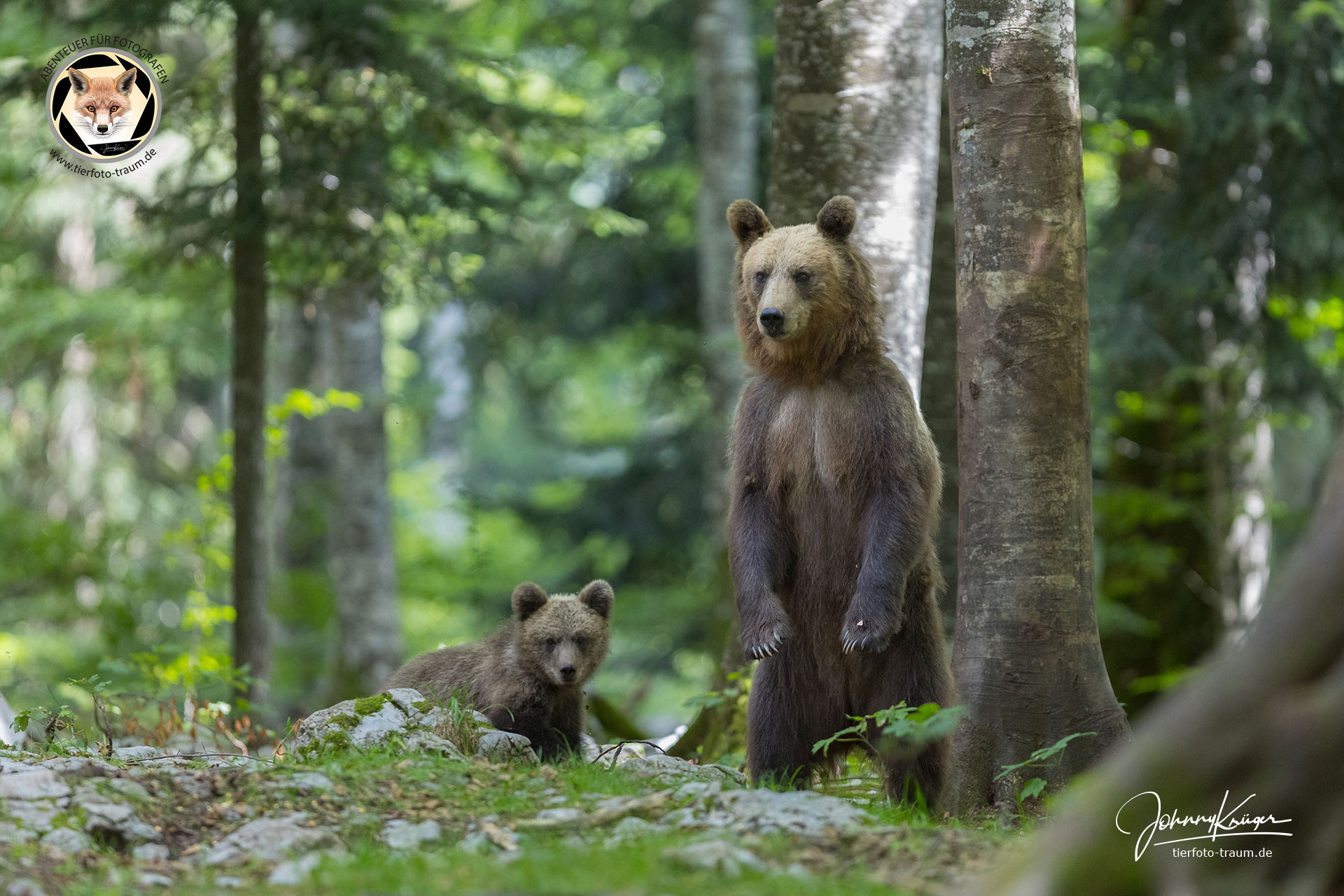 Neue Ideen und Motive bei den wilden Braunbären in Slowenien
