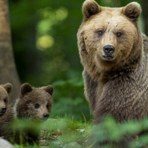 Slowenien – wilde Braunbären im Fotohide, Landschaften, Tropfsteinhöhle