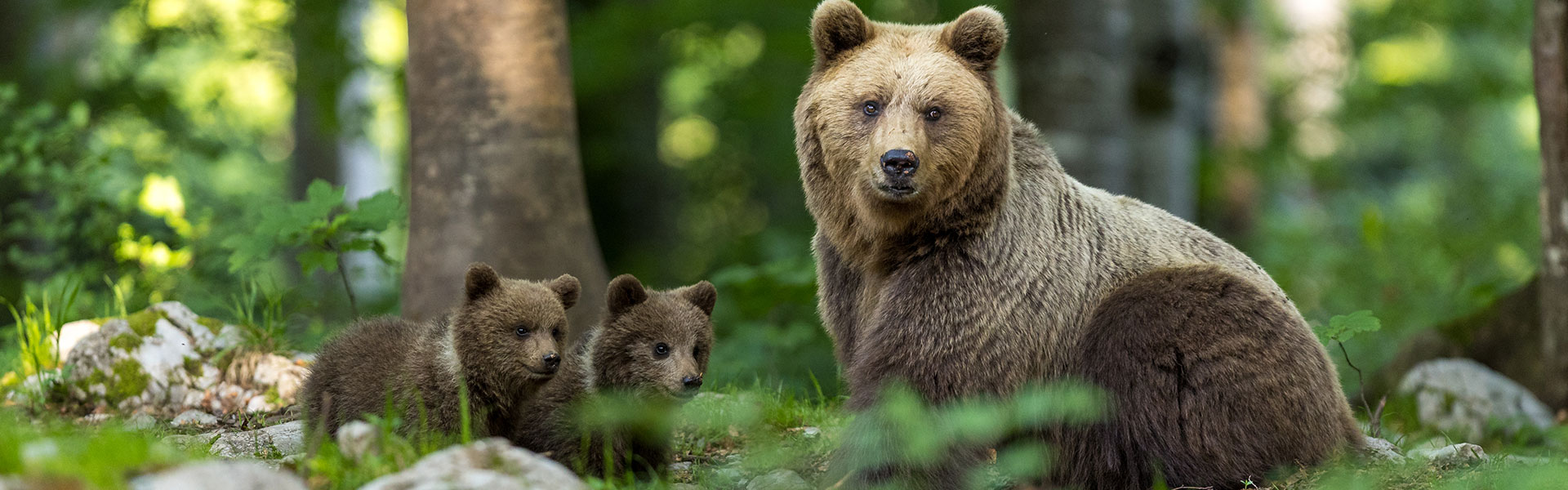 Slowenien – wilde Braunbären im Fotohide, Landschaften, Tropfsteinhöhle