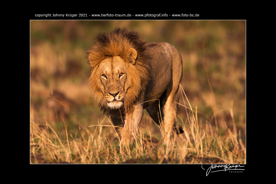 Löwen in der Maasai Mara in Kenia - Fotoevenbt