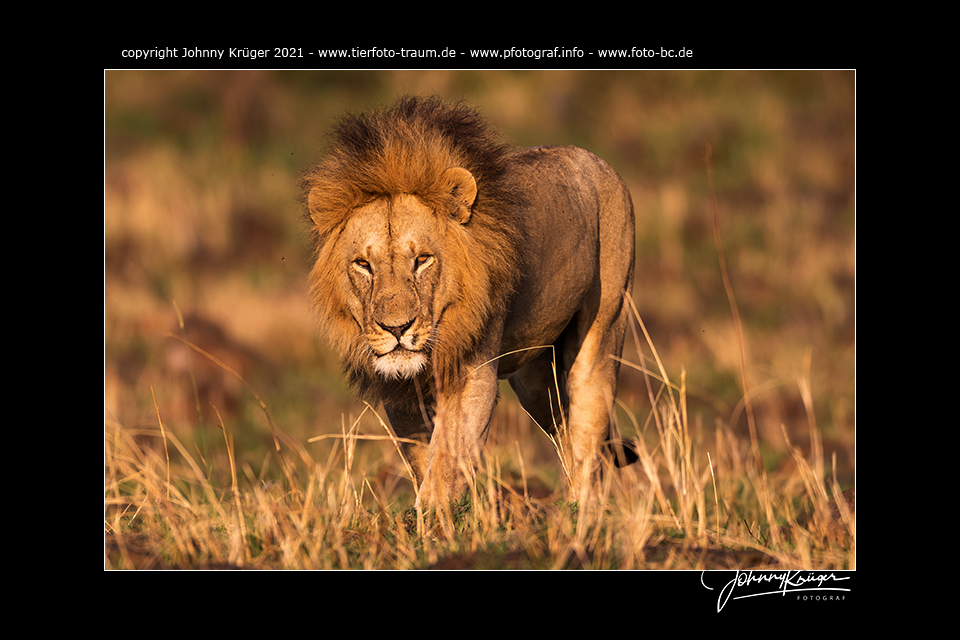 Löwen – Maasai Mara 2021 – spannender Fotoevent zur Great Migration / Maasai Mara / Kenia