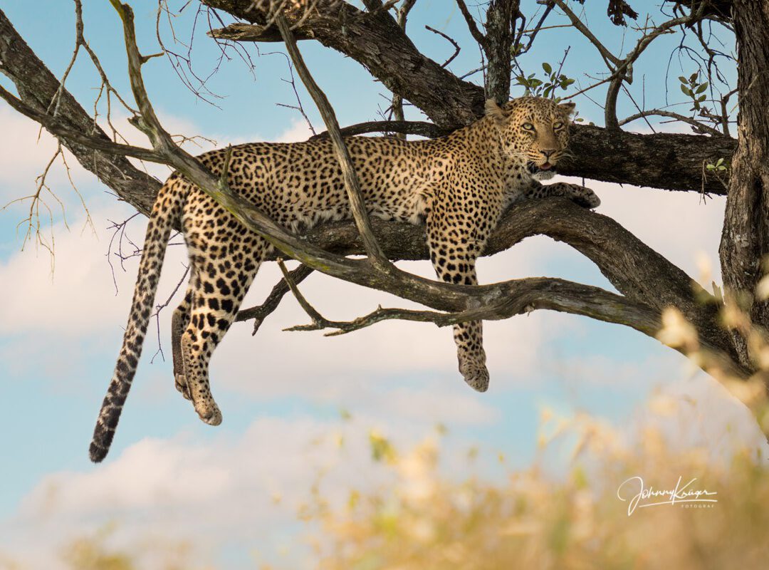 Geparden und Leoparden – Maasai Mara 2021 – spannende Fotoreise zur Great Migration in der Maasai Mara / Kenia