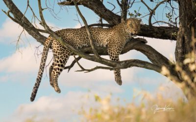 Geparden und Leoparden – Maasai Mara 2021 – spannende Fotoreise zur Great Migration in der Maasai Mara / Kenia