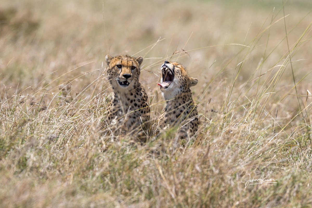 Fotoreise Maasai Mara - Gepard