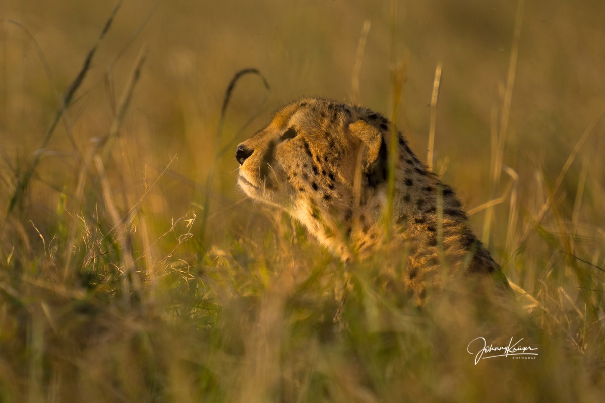 Fotoreise Maasai Mara - Gepard