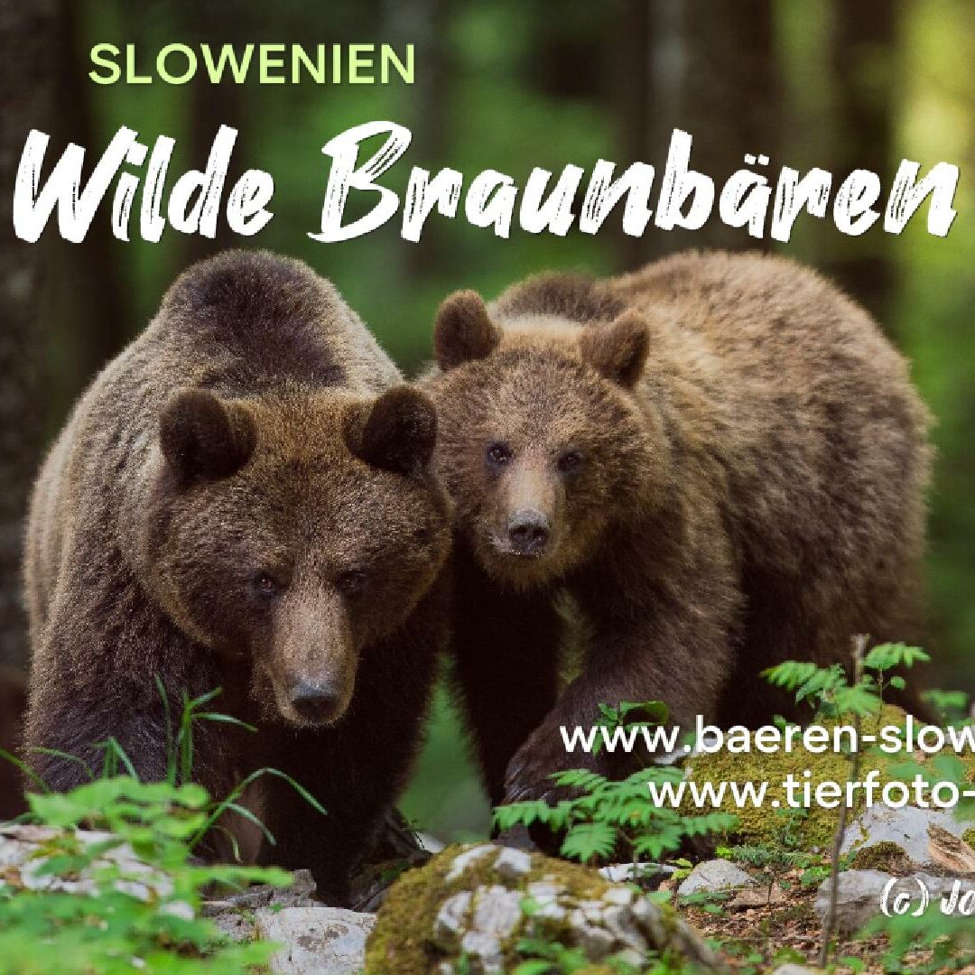 Abenteuer Fotografie: Erlebe die aussergwöhnliche und großartige Welt der Bären in Slowenien 05/2024