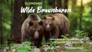 Bären fotografieren in Slowenien