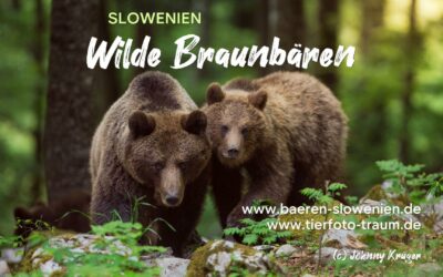 Abenteuer Fotografie: Erlebe die aussergwöhnliche und großartige Welt der Bären in Slowenien 05/2024