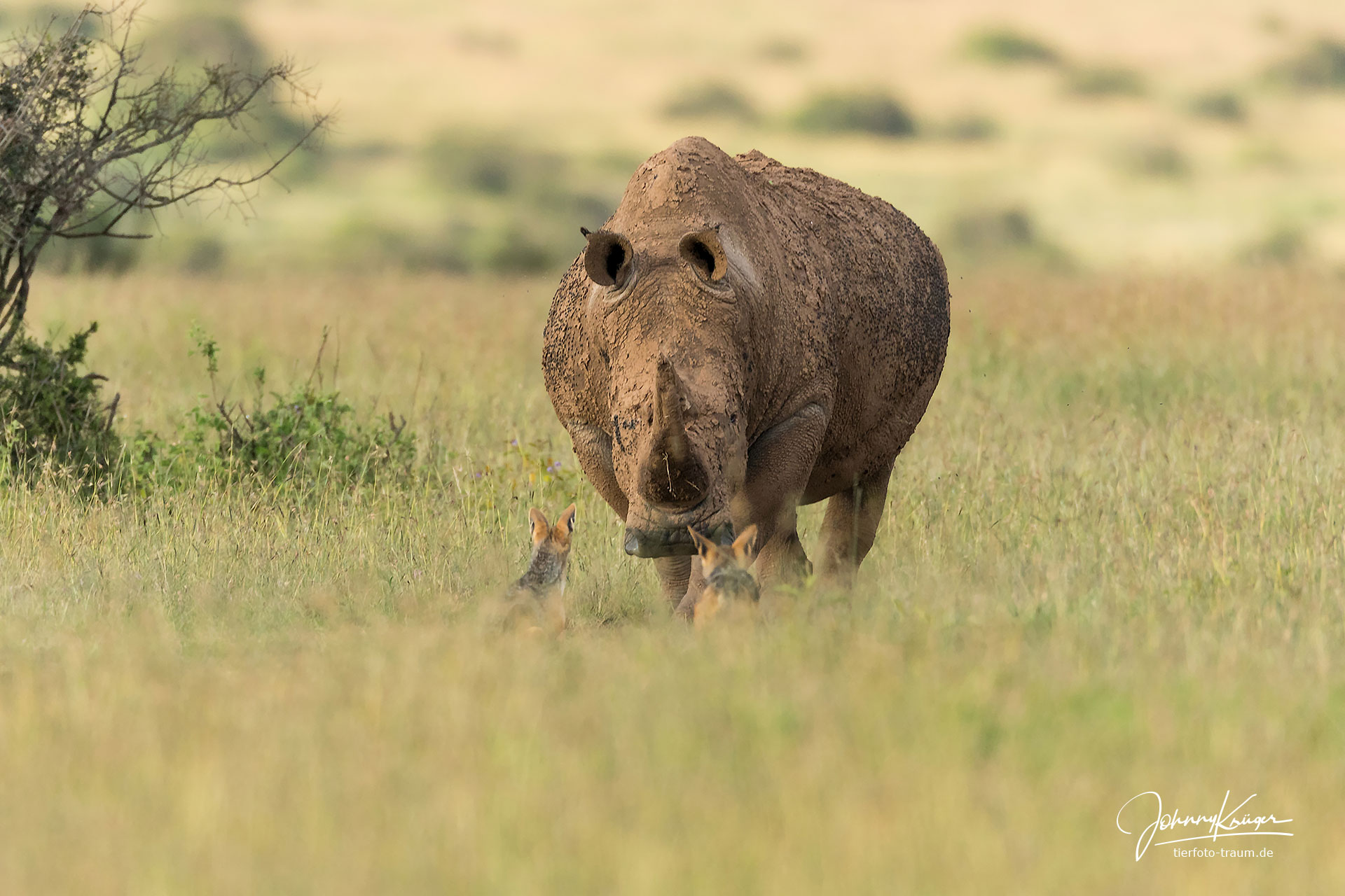 Tierfoto-Traum Fotografenreise nach Kenia