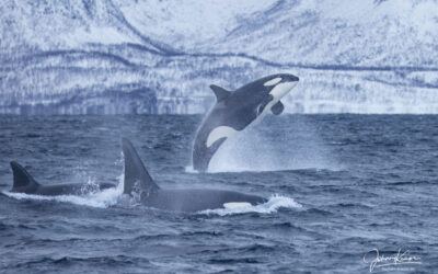 Orca Camp 2024