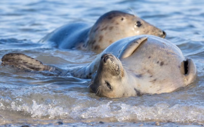 HELGOLAND 2025 – Kegelrobben, Seehunde, Basstölpel, Lummen und viele mehr…